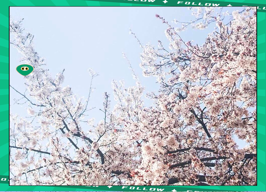 大阪樱花惊艳出场,晋级先锋! 大阪樱花惊艳出场,晋级先锋!